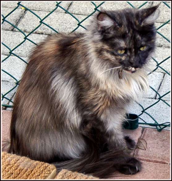 Gatti (84)